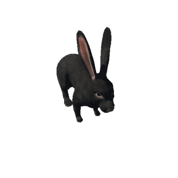 Rabbit Realistic Black